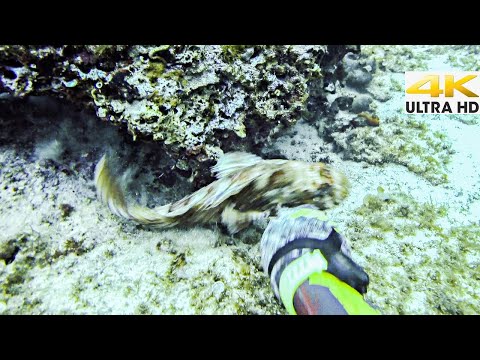 How to CATCH FISH with ONLY a KNIFE