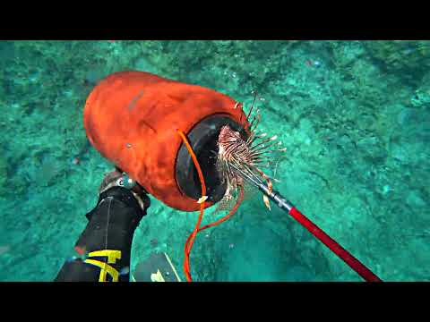 Divers Fight the Invasive Lionfish In Greece 2nd Organized