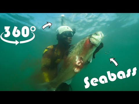 Spearfishing Shallow Seabass Full 360