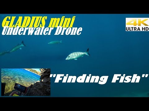 Gladius Mini Underwater Drone Part 3 3 Finding Fish