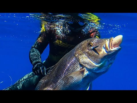 TOP SHOTS Spearfishing MASTERPIECE Part 1