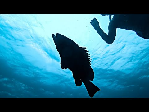 Ψαροντούφεκο με Μεγάλες Στήρες Η πιο ΤΡΕΛΗ Στήρα που έχω δει