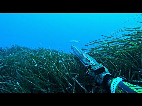 Spearfishing An Unexpected Summer Miracle