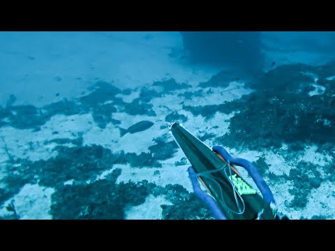 Spearfishing Evia Island