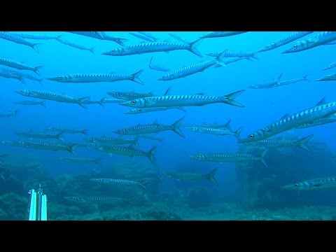 Spearfishing a Paradise Lost