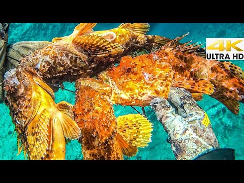 Spearfishing VENOMOUS SCORPION FISH CATCH and COOK