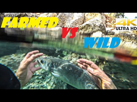 FARMED VS WILD SEABASS Catching Fish By Hand