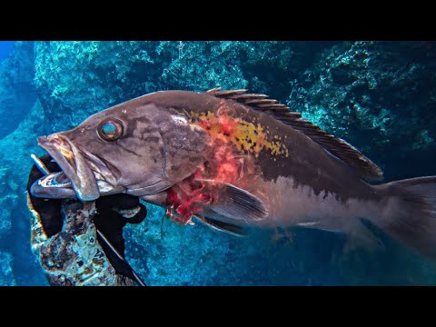 SPEARFISHING HYDRA ISLAND