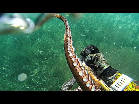Spearfishing the Shallows Big Octopus Stalking Me