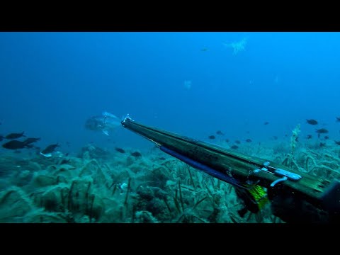 Spearfishing Face to Face with Underwater Predators