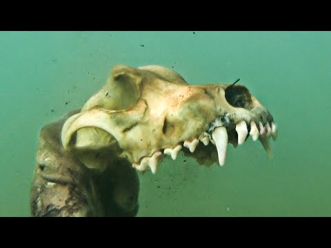 Spearfishing Seabass The Wolves of the Sea