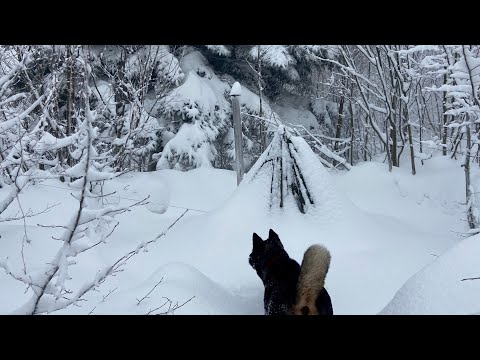 Caught in a Storm Winter Camping in a Snowstorm with My Dog
