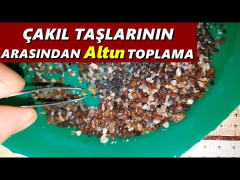 Çakıl Taşlarının Arasından Altın Toplama ALTINAVCISI1