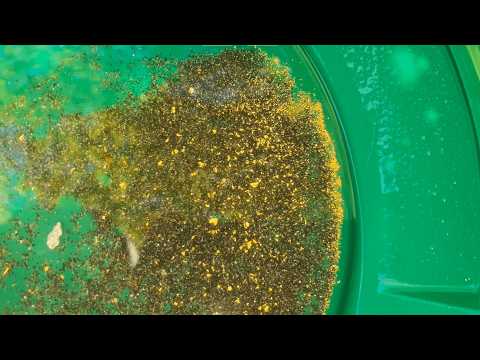 Watch What Happens When We Pan for Gold