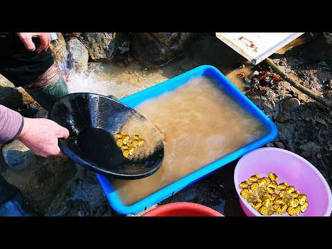 Amazing Gold Prospecting in the Stream Gold Extraction