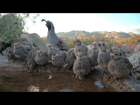 Beautiful Dozen Lots of Baby Quail this year