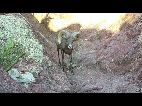 Desert Bighorn Sheep at a small pool of water Wild Arizona