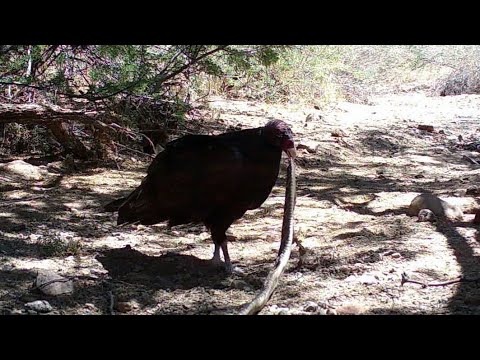 Turkey Vulture feeds on Western Diamondback Rattlesnake