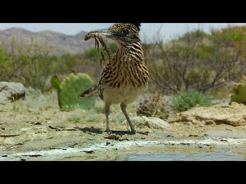 Wildlife up Close Macro Trail camera footage Part 1