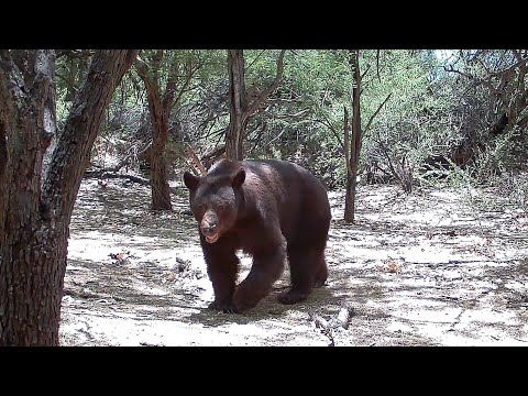 Desert Wildlife Lots of Bears