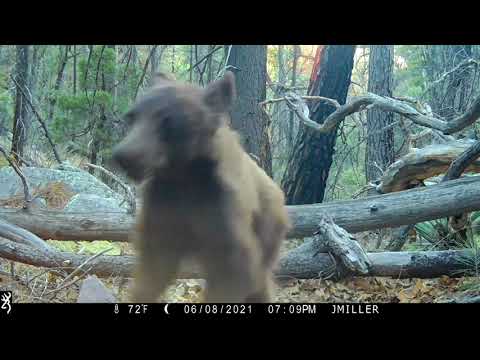 Fallen log trail Az 2021