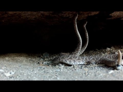 Rattlesnake Den Part 2 Southern Arizona