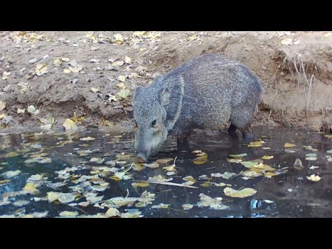 Javi s Desert Javelina