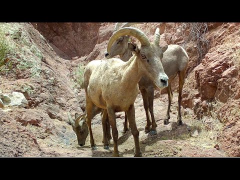 Bighorn Sheep from Southern Arizona Trail camera check