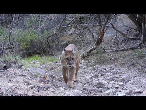 Mountain lions more on my Trail camera Southern Arizona