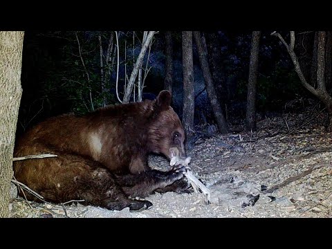 Black bear shows up at a deer carcass Who else shows