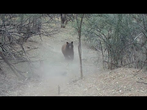 AMAZING FOOTAGE BLACK BEAR chasing a FERAL Hog