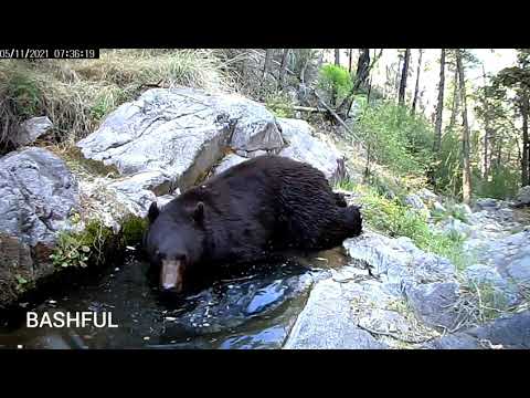 Bears love Water Spring 2021
