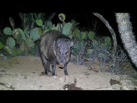 One night with Javelina