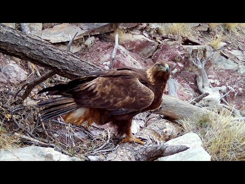 Golden Eagle in Southern Arizona on my Trail cameras