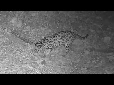 A NEW Ocelot Captured on my Trail Camera in Southern Arizona