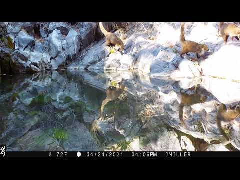 Coati s Reflections Arizona Dream in
