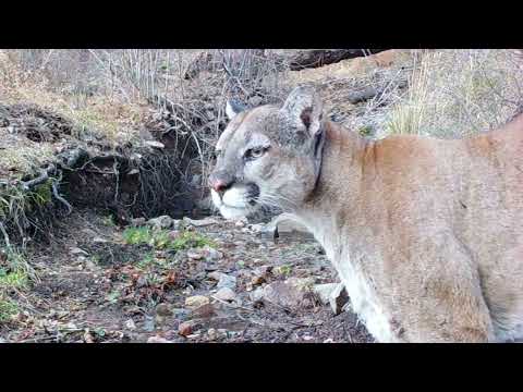 End of the Year Trail camera check Arizona Wildlife 2021