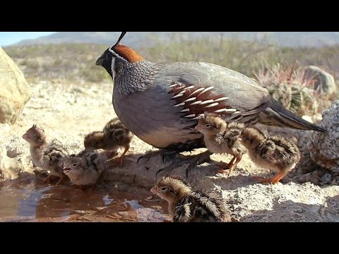 New Baby Gambel s Quail Chicks 2026 Trail Camera footage