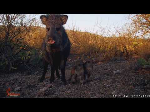 Mom and Baby Javelinas