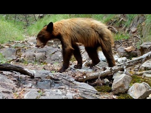 End of Summer Desert Black Bears Wild Arizona