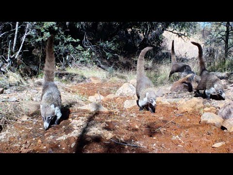 Coatimundi s known to some as the desert monkey