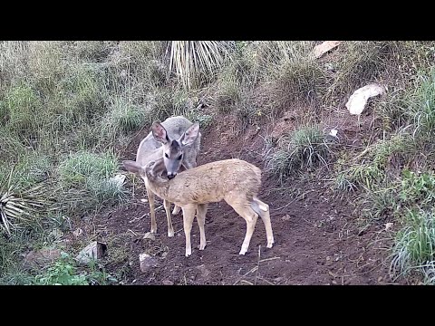 Zoomies Coues deer