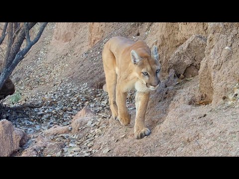Desert Wildlife down by a Creek