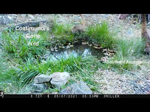 Coatimundi s gone Wild Az