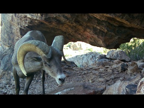 Bighorn Cave Part 1