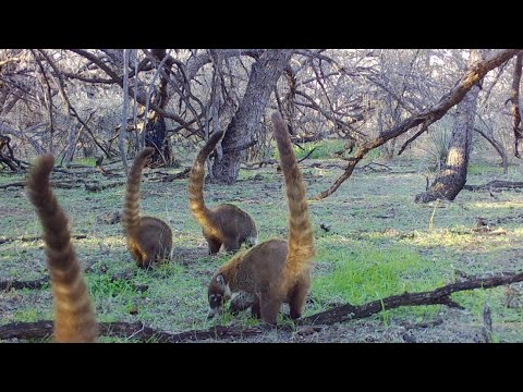 Boondocks Wildlife on my Trail cameras