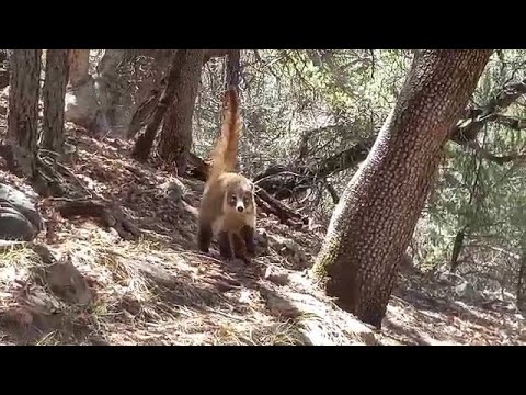 Coati walks up on me while I m checking my trail camera