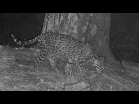 INCREDIBLE and Rare Arizona s only Ocelot captured on my