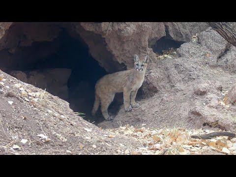 Mountain lion CAVE