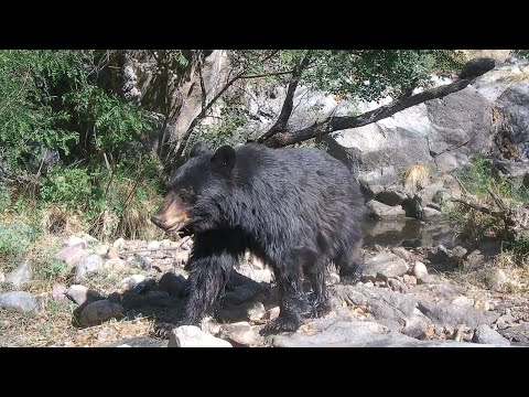 Desert Bears